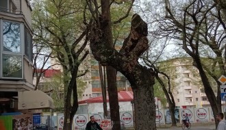 Leteće bandere u Vase Stajića