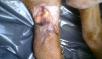 Nesavesnost veterinara