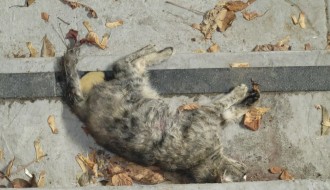 Podzemni prolaz na železničkoj stanici na Paliću