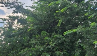 Gelegunja obrasla banderu u Partizanskih baza kod broja 70