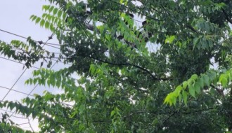 Gelegunja obrasla banderu u Partizanskih baza kod broja 70