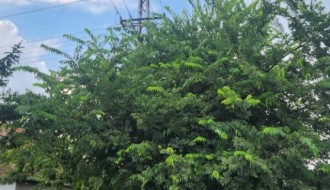 Gelegunja obrasla banderu u Partizanskih baza kod broja 70