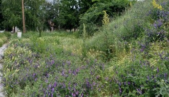 Zarasle javne površine u MZ Novi grad