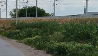 Zarasle javne površine u MZ Novi grad