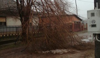 Polomljeno drvo u Zvorničkoj ulici
