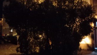 Žbunje zaklanja osvetljenje ispred zgrade u ulici Sekereš Lasla