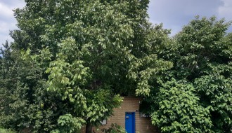 Strujni kablovi među granama drveća u Šarplaninskoj ulici