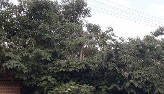 Strujni kablovi među granama drveća u Šarplaninskoj ulici