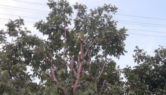 Strujni kablovi među granama drveća u Šarplaninskoj ulici
