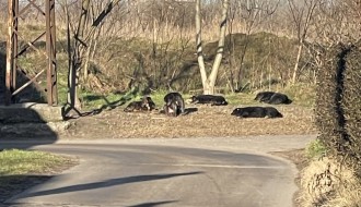 Psi lutalice na uglu Bezdanske i Kozaračke ulice