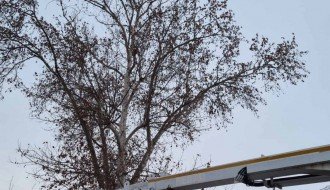 Pala grana na krov kuće (Ugao Kosovske i Vatroslava Lisinskog)