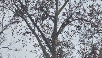 Pala grana na krov kuće (Ugao Kosovske i Vatroslava Lisinskog)