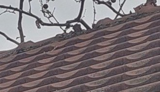 Pala grana na krov kuće (Ugao Kosovske i Vatroslava Lisinskog)