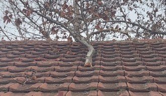 Pala grana na krov kuće (Ugao Kosovske i Vatroslava Lisinskog)