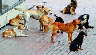 Psi lutalice u ulici Magnetna polja