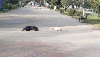 Psi lutalice na šetalištu na Radijalcu