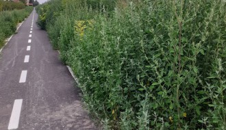 Korov, trava i drugo rastinje na biciklističkoj stazi kod bivše Zorke