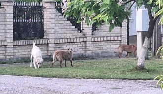 Psi lualice ugrožavaju bezbednost Bikovčana