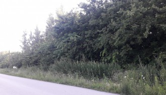 Korov oko "Vodovoda"