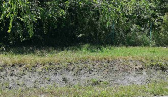 Korov oko "Vodovoda"