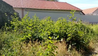 Zarasla površina kod Gerontološkog doma na Karađorđevom putu