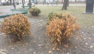 Nestručno i besmisleno ozelenjavanje Parka Ferenca Rajfla