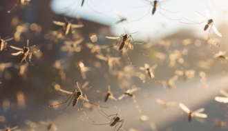 Palić se guši u komarcima