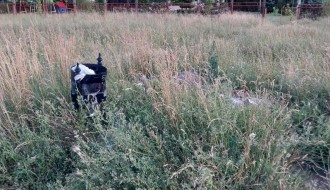 Dečje igralište u Malom Bajmoku zaraslo u travu