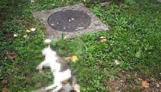 Trovanje životinja na teritoriji MZ "Novi Grad"