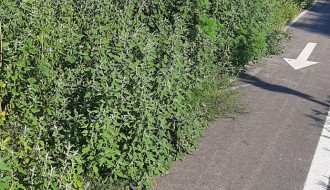 Korov i ambrozija pored trotoara na Kelebiji