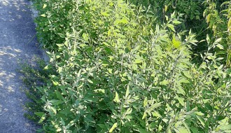 Korov i ambrozija pored trotoara na Kelebiji