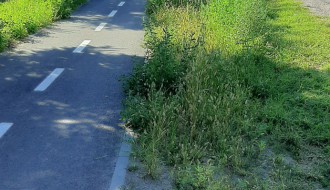 Korov i ambrozija pored trotoara na Kelebiji