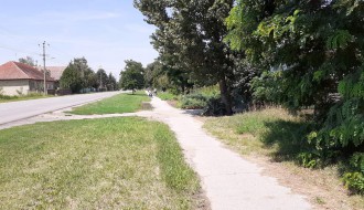 Korov i ambrozija pored trotoara na Kelebiji