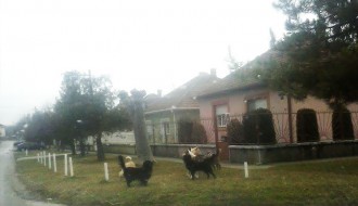 Problemi sa psima lutalicama