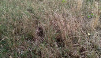 Ruglo na uglu ulica Plitvičke i Bore Stankovića