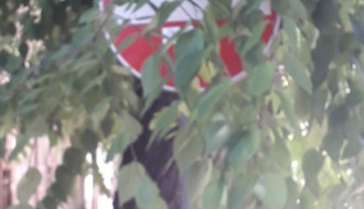 Saobaćajni znakovi zarasli u rastinje