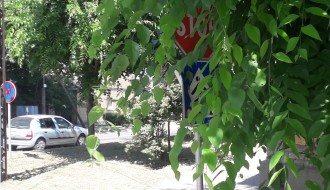 Saobaćajni znakovi zarasli u rastinje