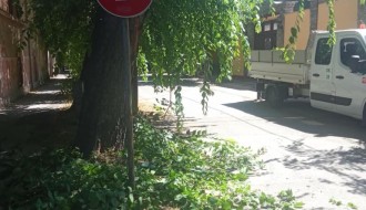 Saobaćajni znakovi zarasli u rastinje