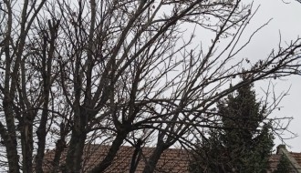 Orezivanje drveta u Pavlovačkoj ulici