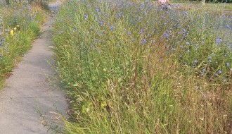 Neodržavanje javbih površina - ugao Gajeve i Bajskog puta