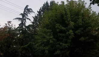 Urasli strujni kablovi u 51. divizije (opasno je i prekriva rasvetu)