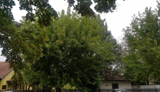 Urasli strujni kablovi u 51. divizije (opasno je i prekriva rasvetu)