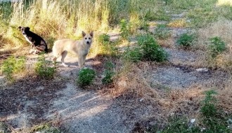 Ruglo u Harambašićevoj