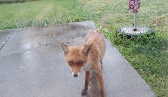 Lisica slobodno šeta Željezničkim naseljem