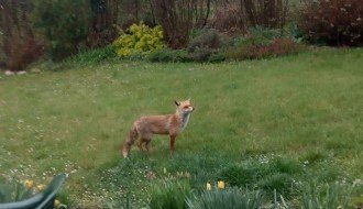 Lisica slobodno šeta Željezničkim naseljem