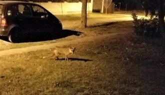 Lisica slobodno šeta Željezničkim naseljem