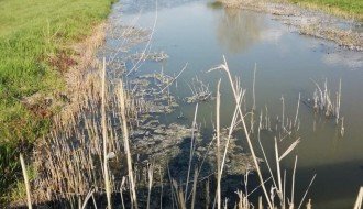 Zagađenje kanala Palić Ludoš