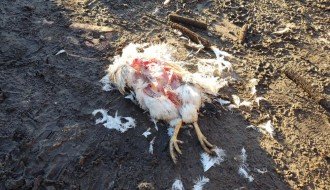 Bikovo ima veliki problem sa psima lutalicama - dave stoku i živinu