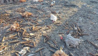 Bikovo ima veliki problem sa psima lutalicama - dave stoku i živinu