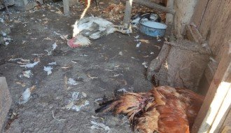 Bikovo ima veliki problem sa psima lutalicama - dave stoku i živinu